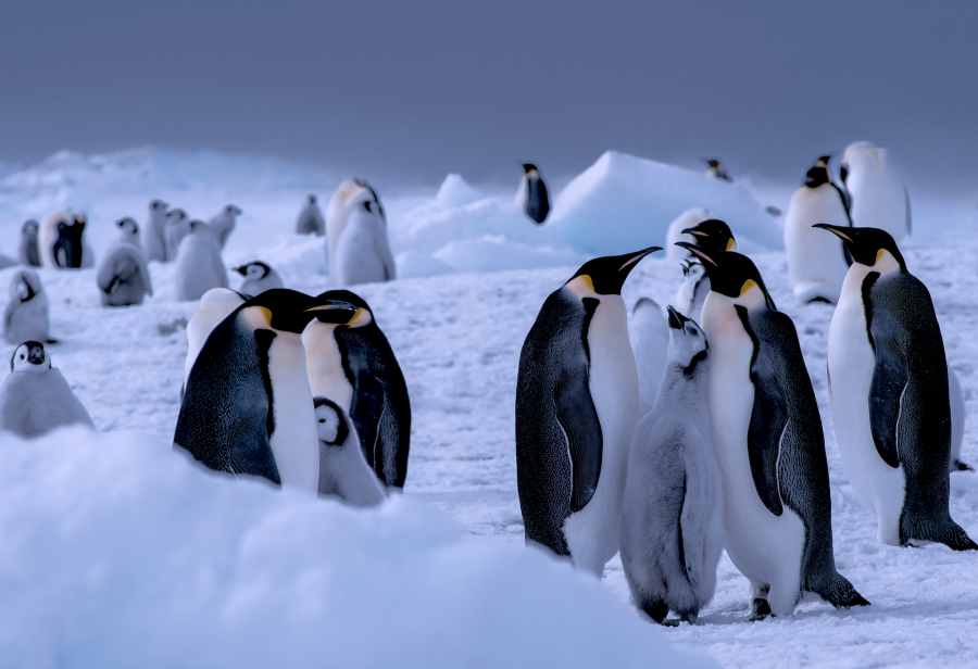 ENDERBY ENTERTAINMENT ANNOUNCES GLOBAL OCEAN PROTECTION CAMPAIGN ‘ENDANGERED WONDERS’ IN RESPONSE TO UNOC 2025