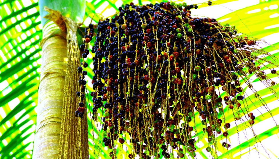 Discover Açaí’s Health Potential: Toronto Functional Medicine Centre Unveils Nutrient Insights